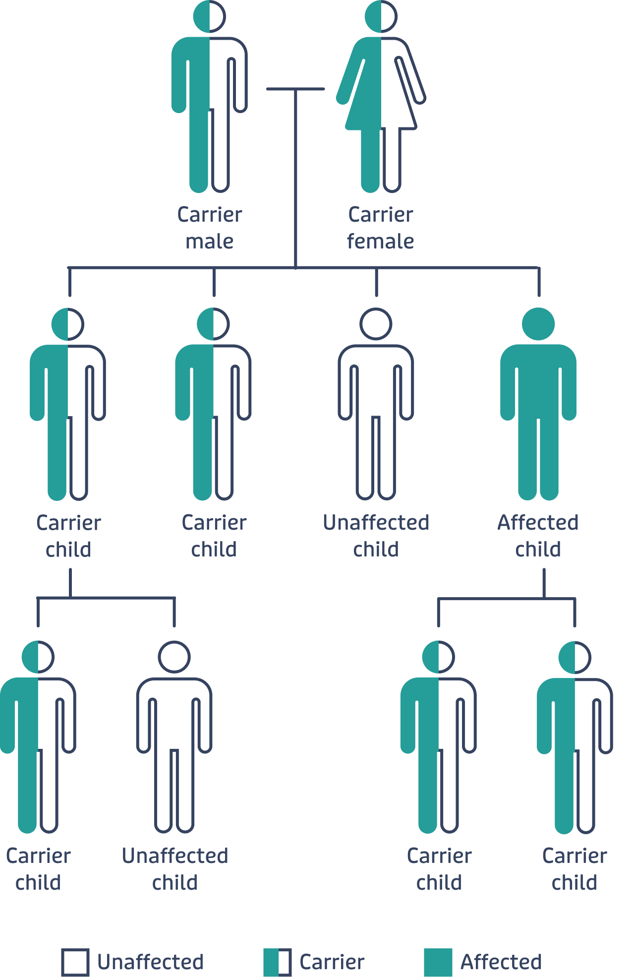 Illustration of how autosomal recessive CGD can affect extended family